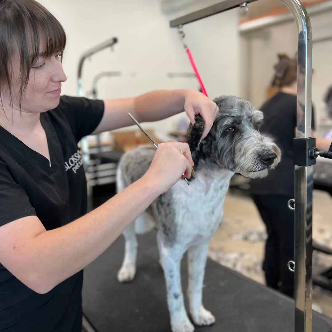 Dog Grooming