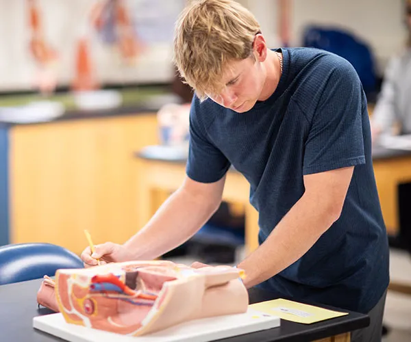 madison college student studying an anatomy model