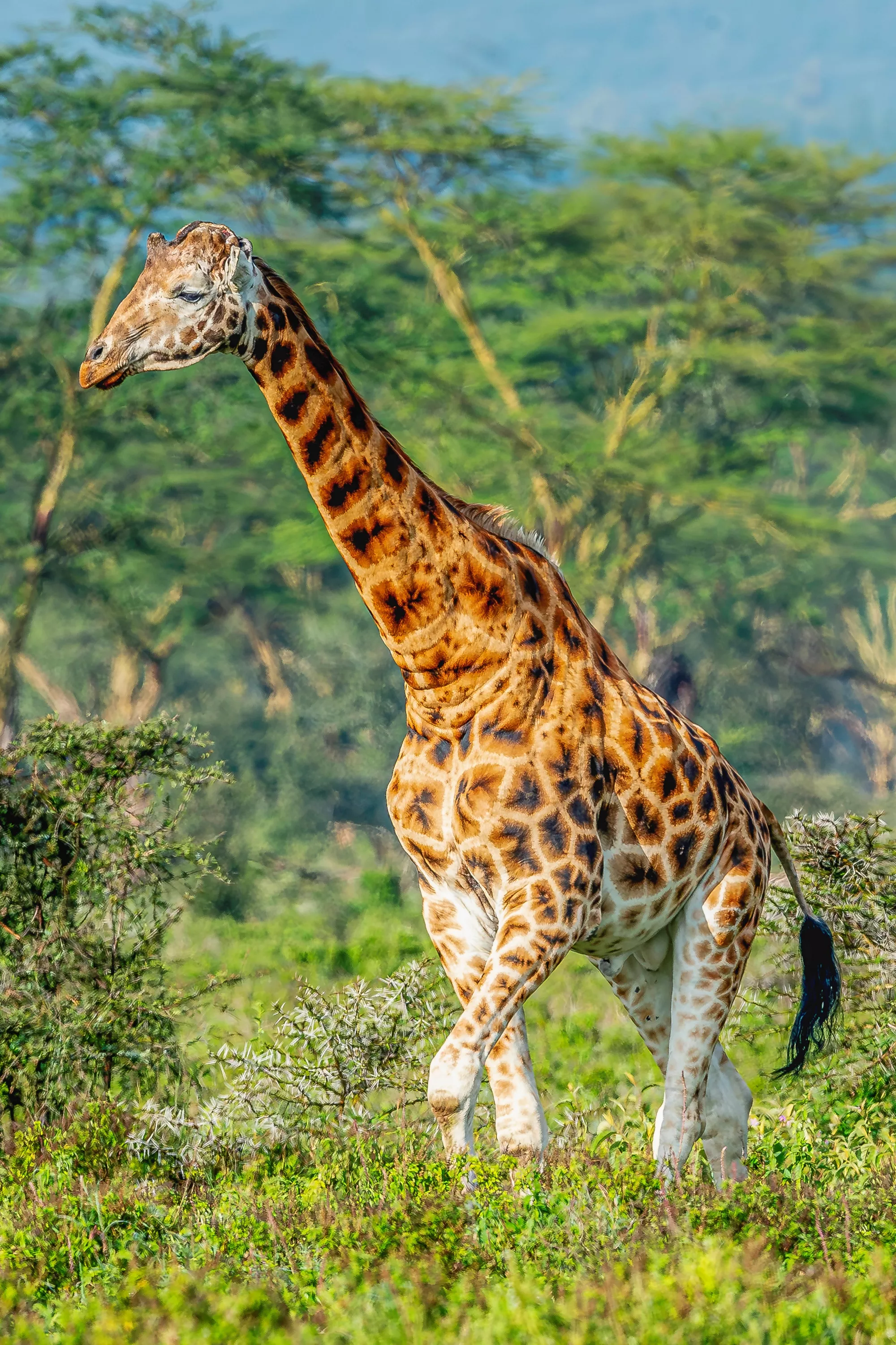 Photo of giraffe in Africa.