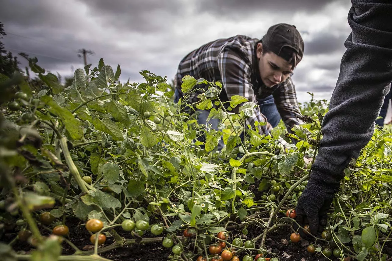 person picking tomoatoes