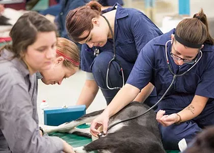 students with stethscopes looking at a cute dog